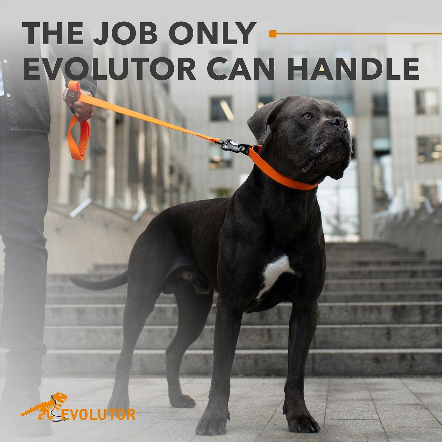 Orange Extra Heavy Duty Dog Leash 4 Ft X 1 in for Large Medium and Small Dogs