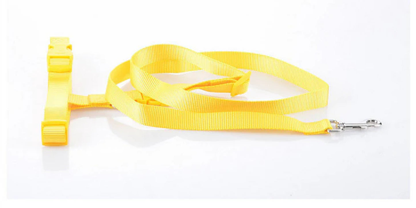 Durable Leash for Canine Early Jogging